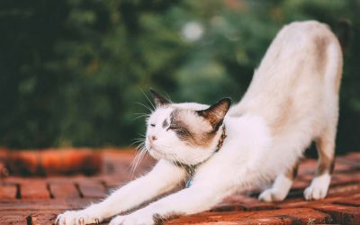 Se faccio yoga, mi alleno?