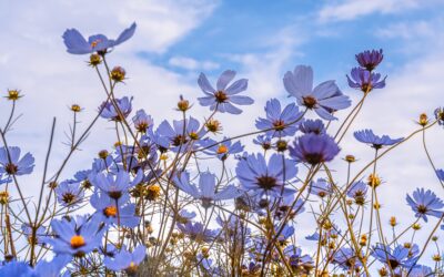 3 riflessioni sulla meditazione